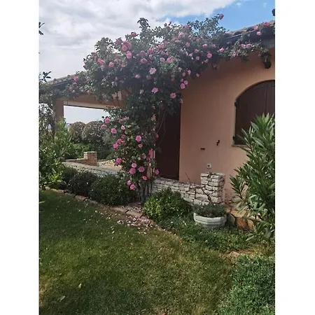 Alexander Comfortable